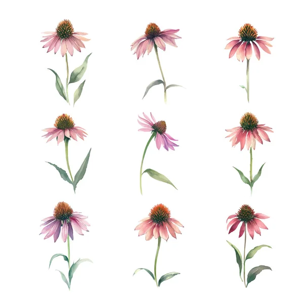 Echinacea Fleurs Ensemble Illustration Aquarelle Isolé Sur Fond Blanc — Image vectorielle