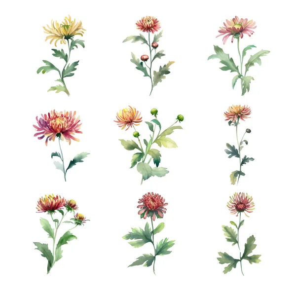 Ovocné Chryzantémy Akvarel Květiny Set Ručně Malované Ilustrace Izolováno Bílém — Stockový vektor