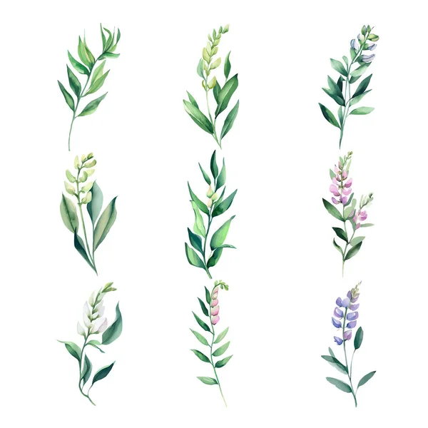 Galega Zestaw Akwarelowych Kwiatów Zielonymi Liśćmi Ręcznie Rysowane Ilustracje — Wektor stockowy