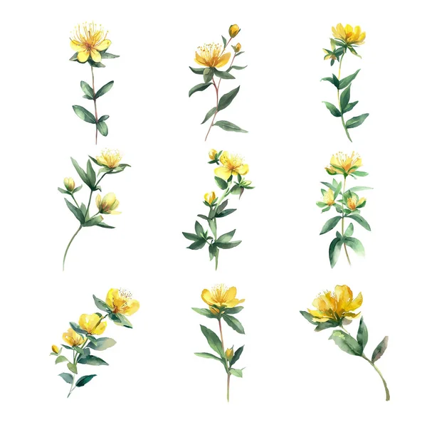 Ensemble Aquarelle Fleurs Millepertuis Isolées Sur Fond Blanc — Image vectorielle