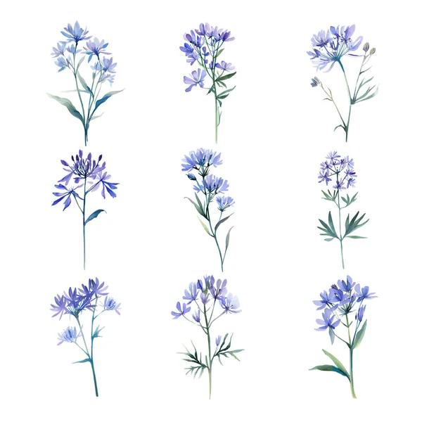 Isatis Indigotica Beyaz Arka Planda Izole Edilmiş Mavi Çiçek Seti — Stok Vektör