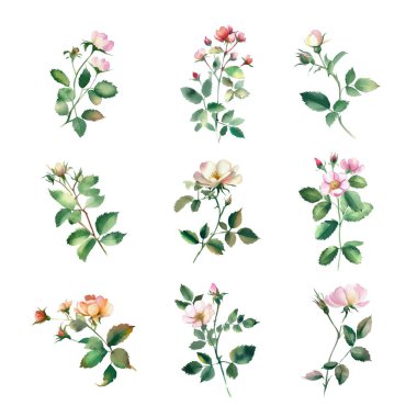 Rosacea. Suluboya gül çiçekleri. Beyaz arka planda izole edilmiş. Elle boyanmış resim.