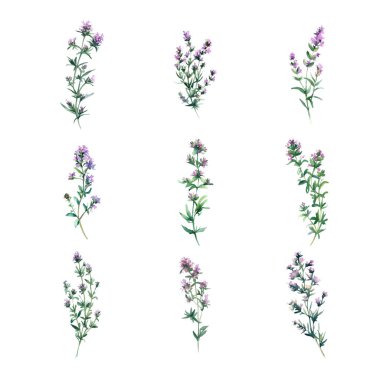 Thyme. Beyaz arka planda izole edilmiş lavanta çiçeği seti. El çizimi illüstrasyon.