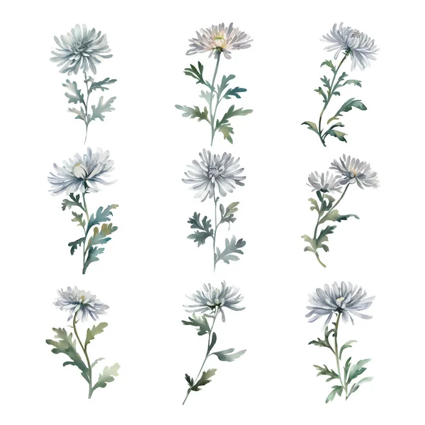 Akvarel Ilustrace Stříbrné Květy Chryzantémy Izolované Bílém Pozadí — Stockový vektor