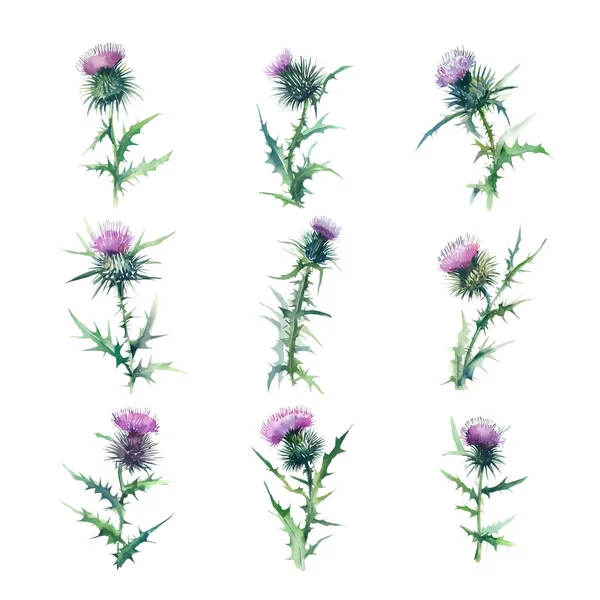Chardon Piquant Ensemble Fleurs Chardon Aquarelle Illustration Dessinée Main Isolée — Image vectorielle