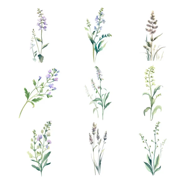 Soapgrass Akvarell Uppsättning Lavendel Blommor Hand Ritad Illustration Isolerad Vit — Stock vektor