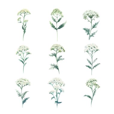 Yarrow. Suluboya şifalı bitkiler. El çizimi resimleme beyaz arkaplanda izole edildi