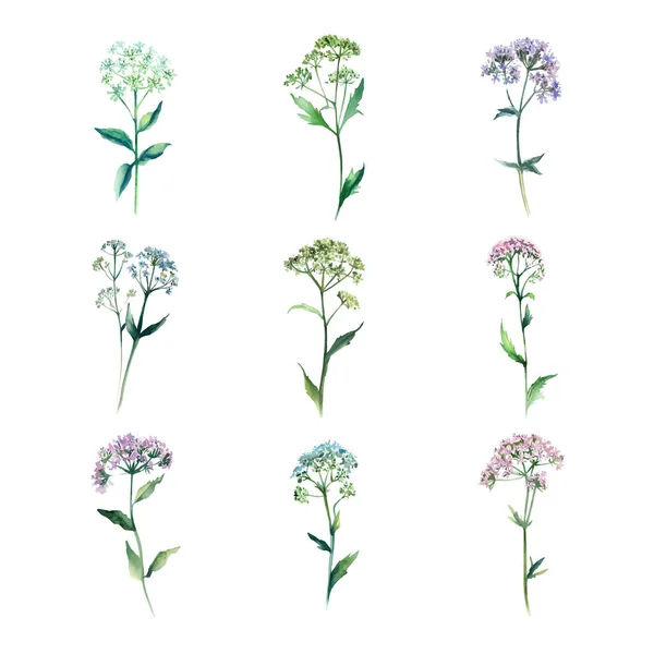 Valerian Ensemble Aquarelle Herbes Illustration Dessinée Main Isolée Sur Fond — Image vectorielle
