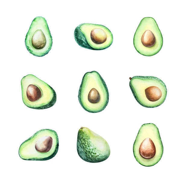 Avocado设置 白色背景上孤立的水彩画插图 — 图库矢量图片