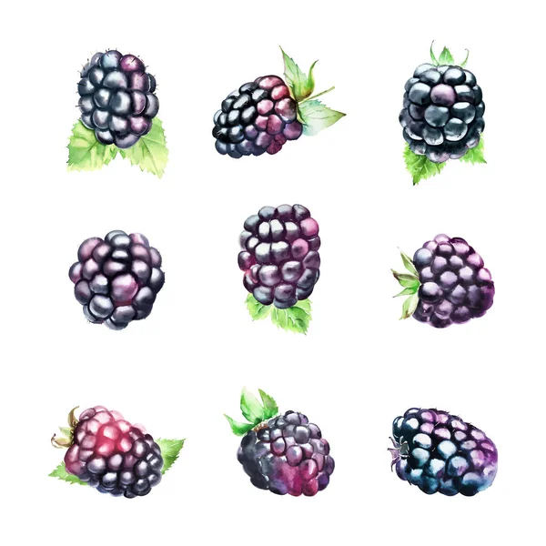 Blackberry Set Watercolor Hand Drawn Illustration Isolated White Background — Stock Vector