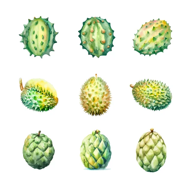 Cherimoya Fruta Durian Kiwano Conjunto Acuarela Ilustración Dibujada Mano Aislada — Vector de stock