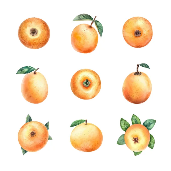 Sada Akvarel Ilustrace Loquat Ovoce Listy Izolované Bílém Pozadí — Stockový vektor