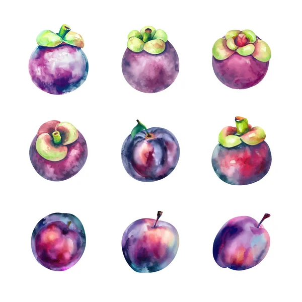 Ensemble Aquarelle Fruits Tropicaux Mangoustan Plum Illustration Dessinée Main — Image vectorielle