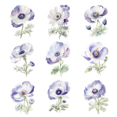 Deniz şakayığı çiçeklerinin suluboya vektör çizimi. El çizimi çiçek seti.