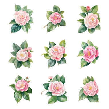 Beyaz arka planda izole edilmiş kamelya çiçekleri. Suluboya el çizimi çizimi.