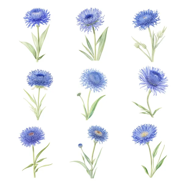 Maïs Bleu Aquarelle Mis Isolé Sur Fond Blanc Illustration Dessinée — Image vectorielle
