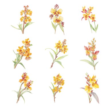 Beyaz arkaplanda izole edilmiş sarı orkide çiçekleri..