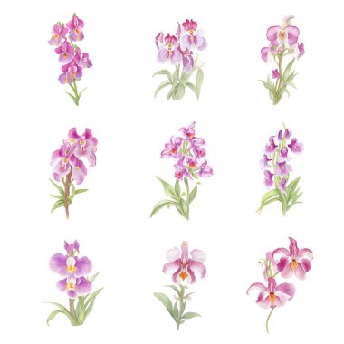 Beyaz arka planda izole edilmiş suluboya Oreorchis nepalensis çiçekleri. Vektör illüstrasyonu.
