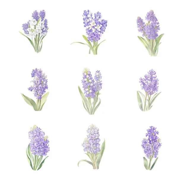 Acuarela Hyacinthus Orientalis Conjunto Aislado Sobre Fondo Blanco Ilustración Vectorial — Vector de stock