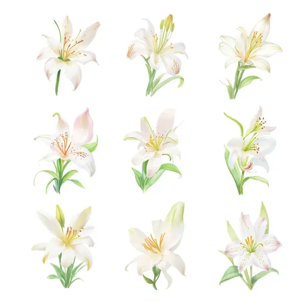 Akvarel Lilje Blomster Isoleret Hvid Baggrund Vektorillustration – Stock-vektor