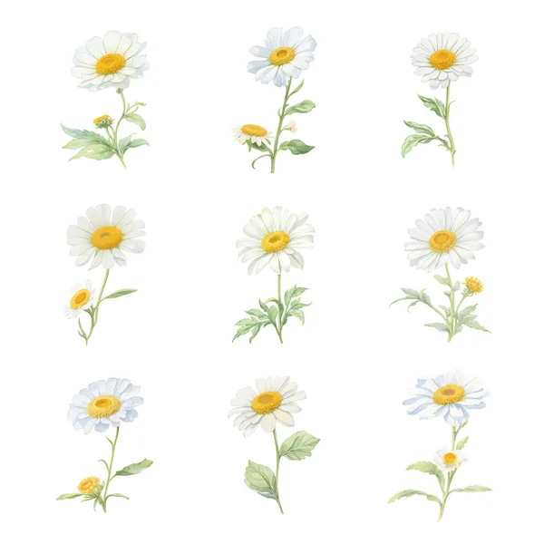 Beyaz Arka Planda Suluboya Marguerite Çiçekleri Vektör Illüstrasyonu — Stok Vektör