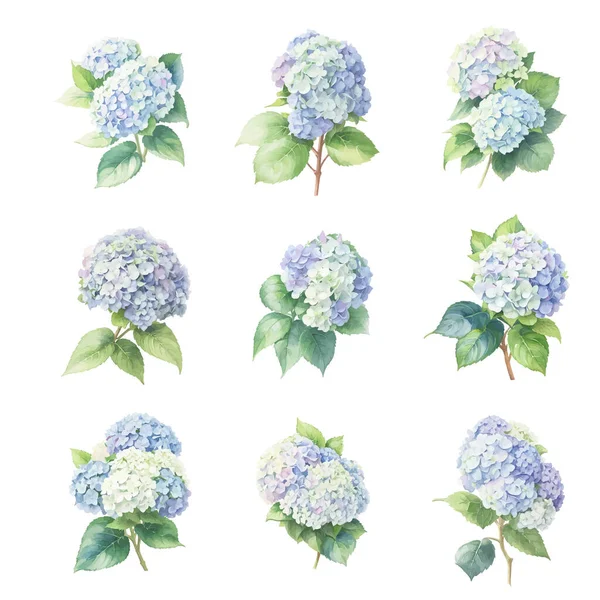 stock vector Set of watercolor hydrangea flowers isolated on white background