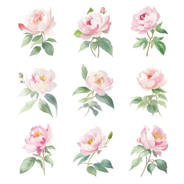 Uppsättning Akvarell Paeonia Blommor Handmålad Vektor Illustration — Stock vektor