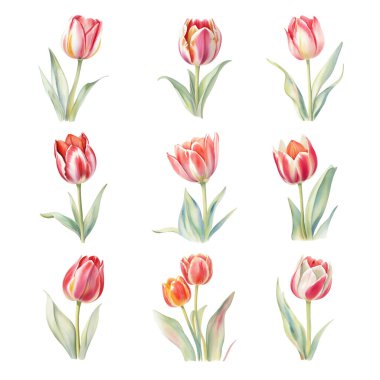 Lale çiçeği seti. Suluboya çizimi beyaz arkaplanda izole edildi