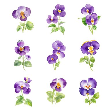 Beyaz arka planda izole edilmiş nonoş çiçekleri. Vektör illüstrasyonu.