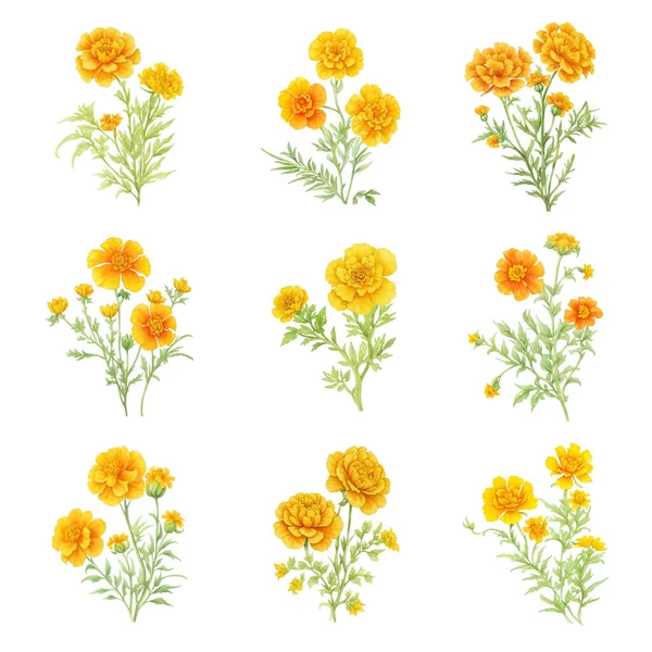 Ensemble Fleurs Souci Illustration Vectorielle Dessinée Main Isolé Sur Fond — Image vectorielle