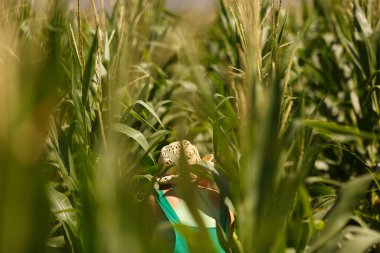 Agronomist kadın mısır bitkilerini inceler, ekinlerini kontrol eder.