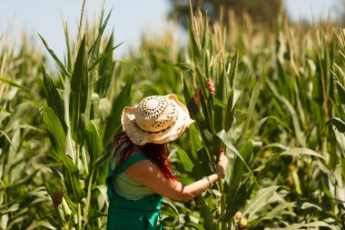 Agronomist kadın mısır bitkilerini inceler, ekinlerini kontrol eder.