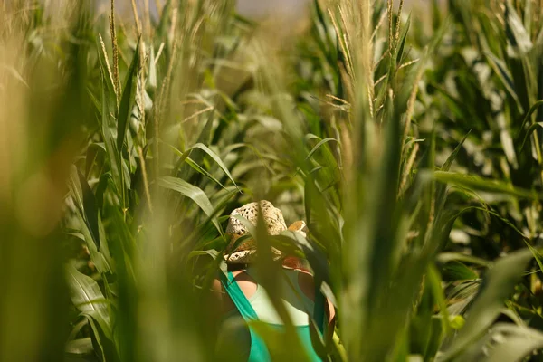 Agronomistische Vrouw Onderzoekt Maïsplanten Controleert Haar Oogst Haar Plantage — Stockfoto