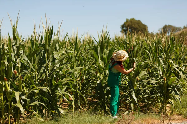 Agronomist kadın mısır bitkilerini inceler, ekinlerini kontrol eder.