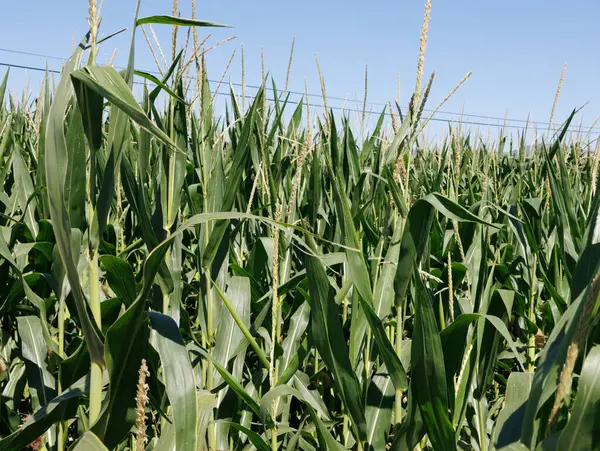 Mısır tarlası, kulaklarıyla koçanlar, mısır ekimi, güneşli bir günde tarlada mısır tarlası.