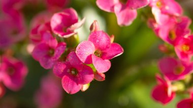 Ön planda yoğun renkli çiçekler, makro mercekle yakalanmış.