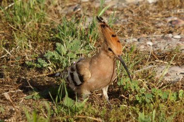 Turuncu armalı Avrasyalı bir Hoopoe otların içinde yiyecek arıyor ve kuş güzelliğini sergiliyor.