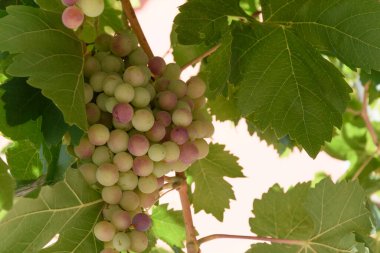 A cluster of ripe grapes beautifully hanging from a vine adorned with vibrant green leaves that catch the light in a delightful manner clipart