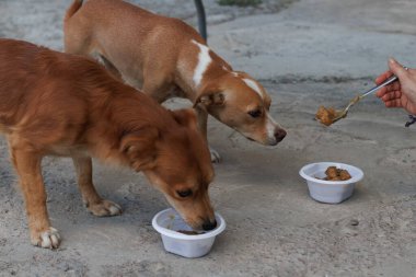 İki sevimli köpek, başıboş hayvanlara bakmanın önemini vurgulayarak kaselerinden neşe içinde yemek yiyorlar.