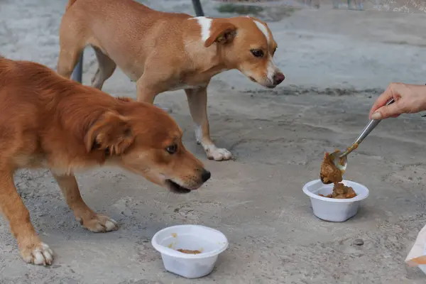 İki heyecanlı kahverengi köpek, güzel bir açık havada lezzetli yemeklerini sabırsızlıkla bekliyorlar.