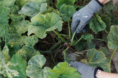 Yakından çekilen bir fotoğraf, yemyeşil yapraklarla çevrili büyüyen balkabağı bitkilerini beslerken eldiven takan elleri yakalar.