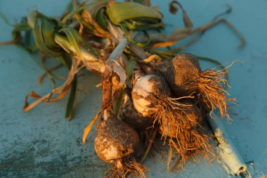 Kökleri ve yeşil yaprakları olan taze sarımsak soğanları zengin toprak tonlarını ve doğal dokuları sergiliyor.