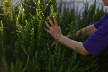 Barışçıl bir açık hava ortamında, eller nazikçe yeşil yapraklara dokunur ve doğal güzelliklere bağlanır.