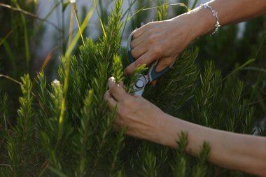 Eller, verimli ve canlı bir açık hava ortamında yeşil çalıları dikkatlice budama makasını ustalıkla kullanır.