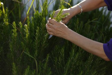 Ellerin yakından çekilmiş görüntüsü titizlikle aromatik yeşillikleri topluyor, doğanın cömertliğini güzelce sergiliyor.