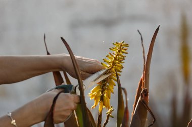 Yumuşak güneş ışığının yumuşak sıcaklığında titizlikle budanmış, canlı çiçekler açan ellerin çetrefilli yakın çekimi.