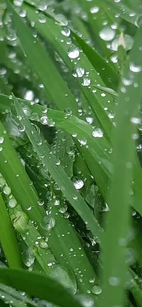 Große Regentropfen Auf Grünen Blättern Nahaufnahme Grüner Blätter — Stockfoto
