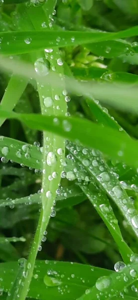 Dew Drops Close Water Droplets Green Grass — Stock Photo, Image