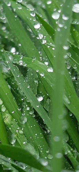 Schönes Grünes Gras Mit Tautropfen — Stockfoto