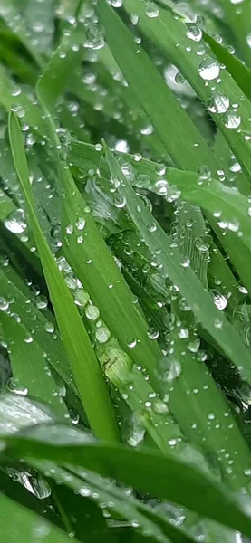 Зелена Трава Краплями Роси Траві — стокове фото